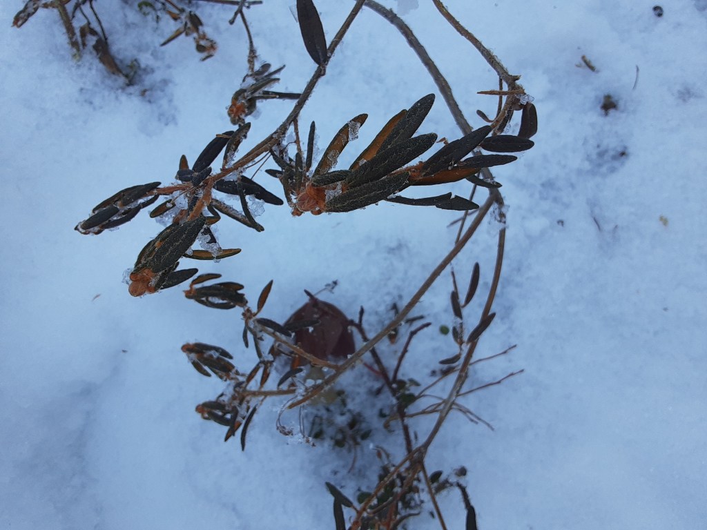 Labrador Tea, Day 3 in&nbsp;Healy