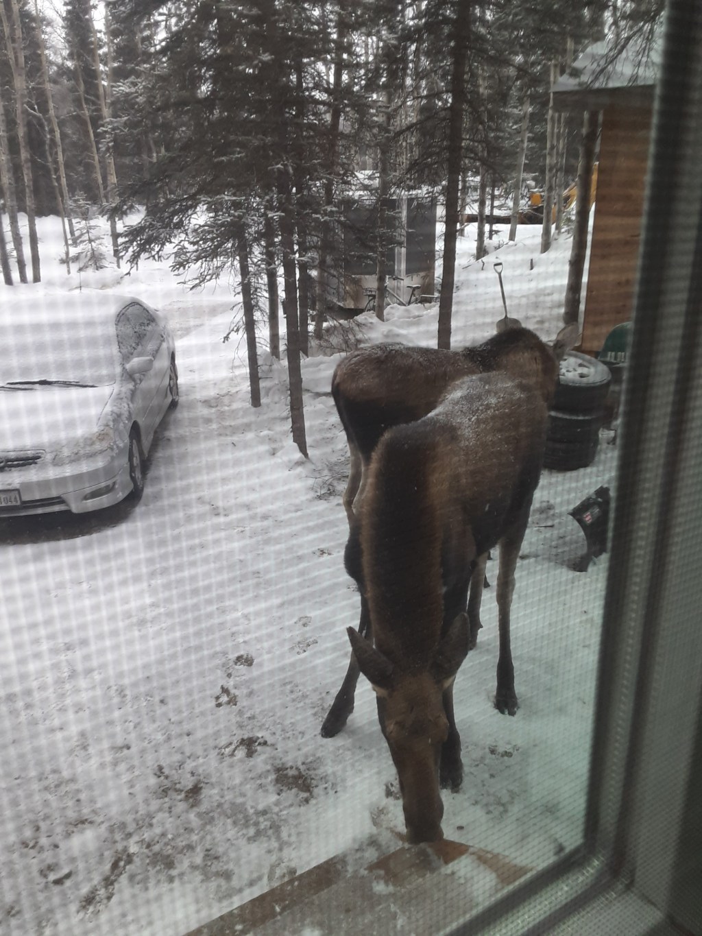 In the Yard, Week 2 in&nbsp;Healy