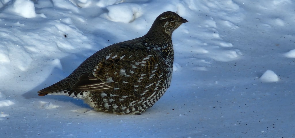 Day Fifteen, Western Yukon to Delta Junction,&nbsp;AK