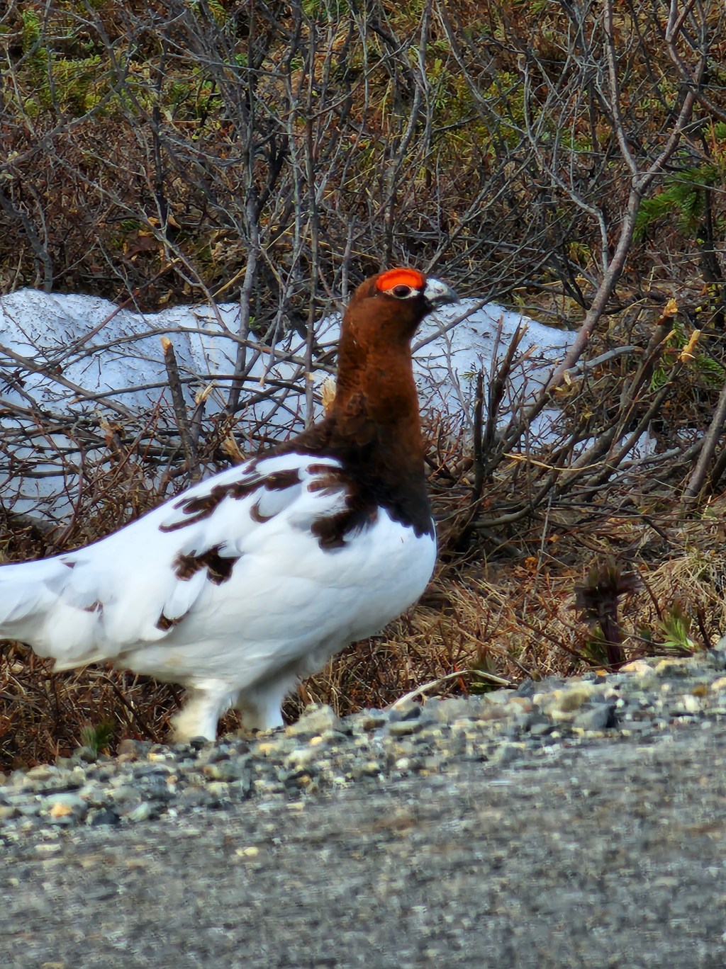 Ptarmigan,  Week 7 in&nbsp;Healy