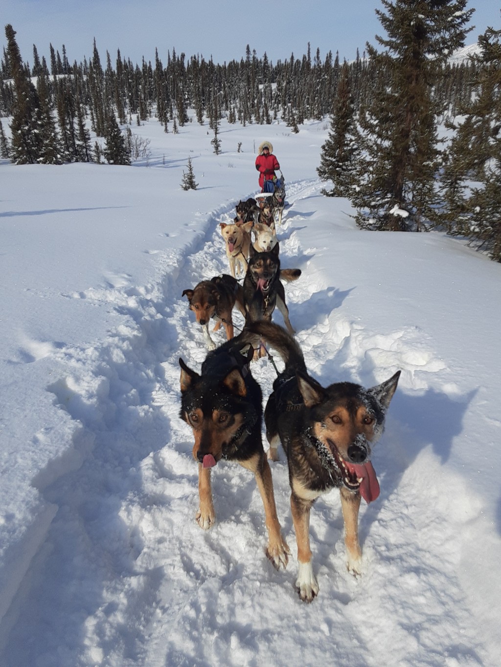 Dogsledding (continued)