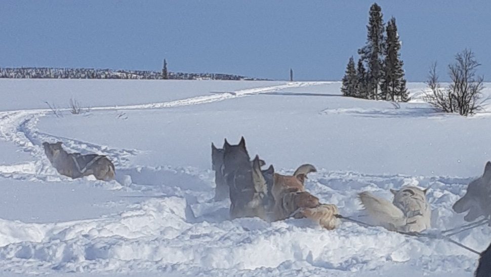 Sled dogs turning in deep snow