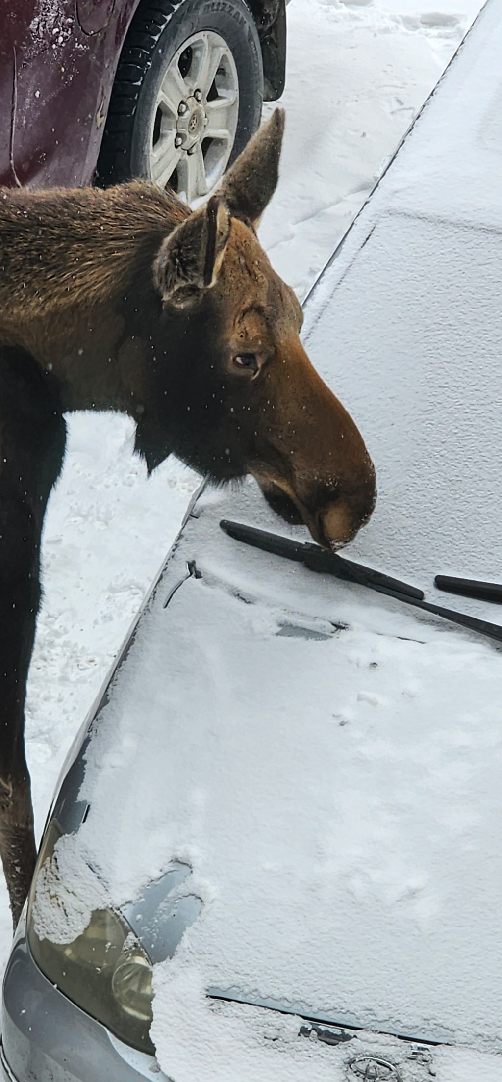 Moose Car Wash II, Week 4 in&nbsp;Healy