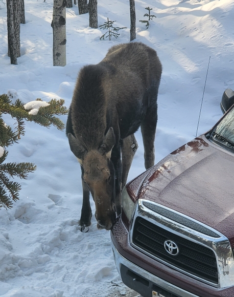 Moose: Alaskan Car&nbsp;Wash
