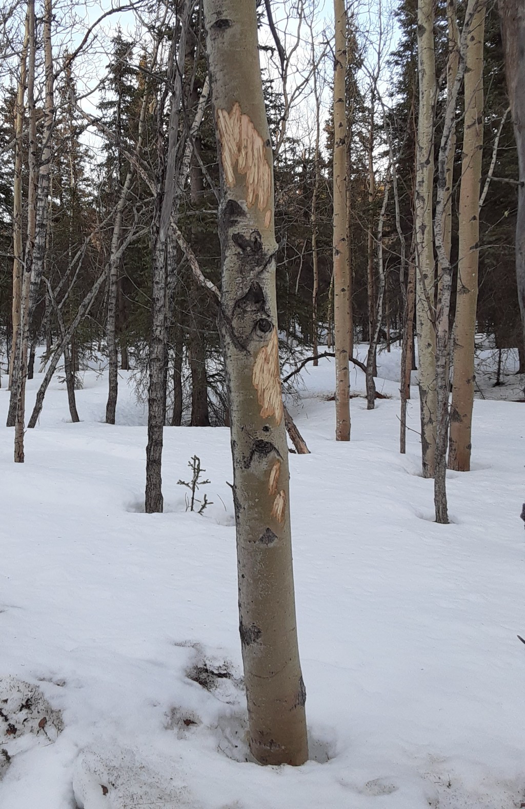 Moose Sign, Week&nbsp;7