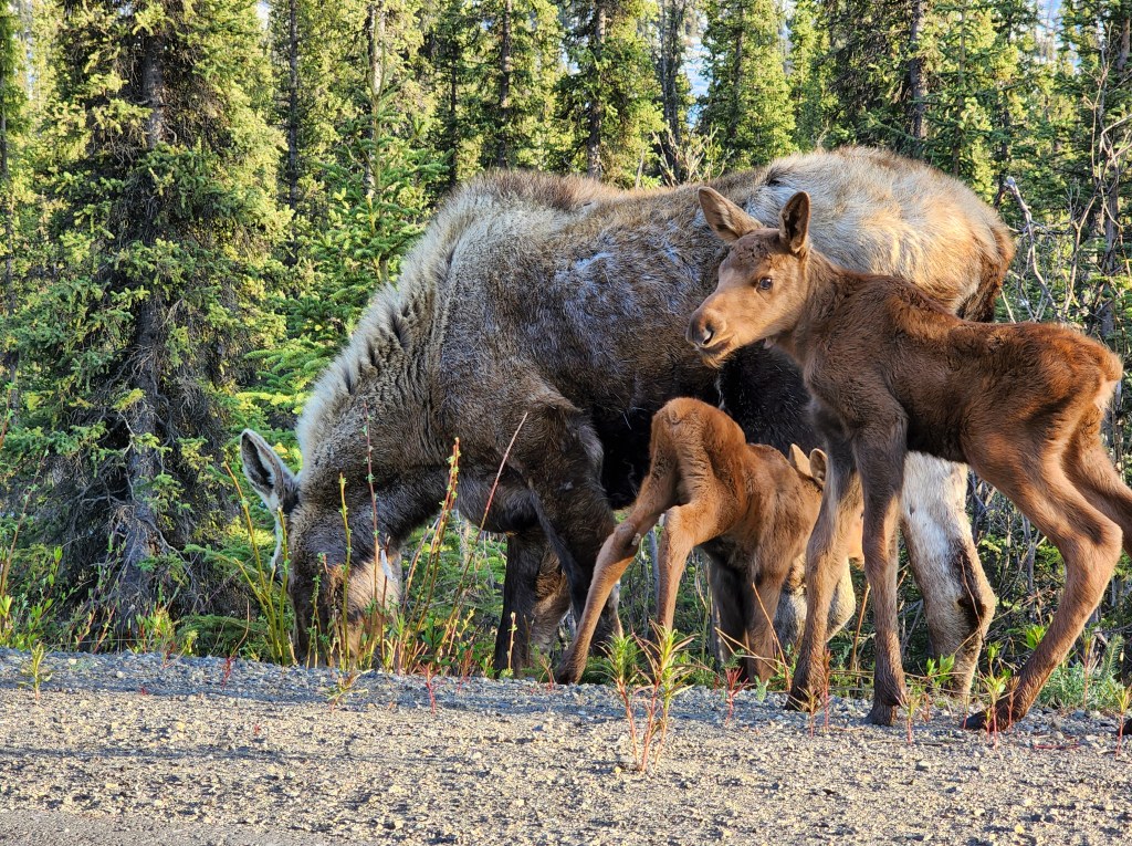 Wildlife Babies II, Denali National&nbsp;Park