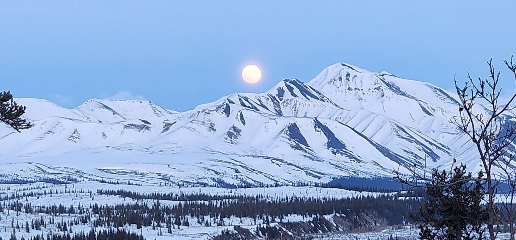 Denali Night, Moon and&nbsp;Moose