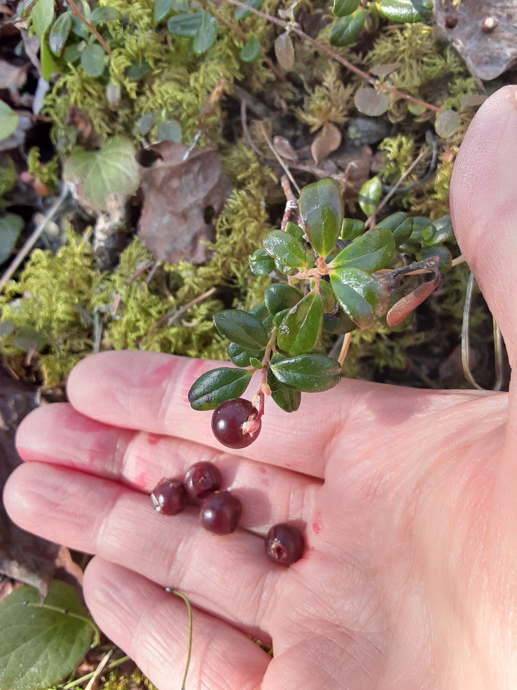 Lingonberries, Week 9 in&nbsp;Healy