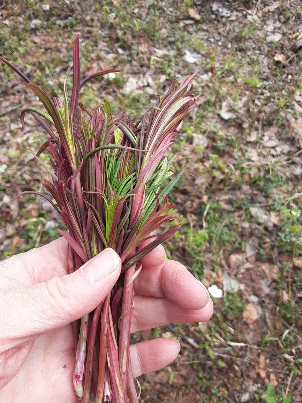 Spring Foraging, Week 11 in&nbsp;Healy