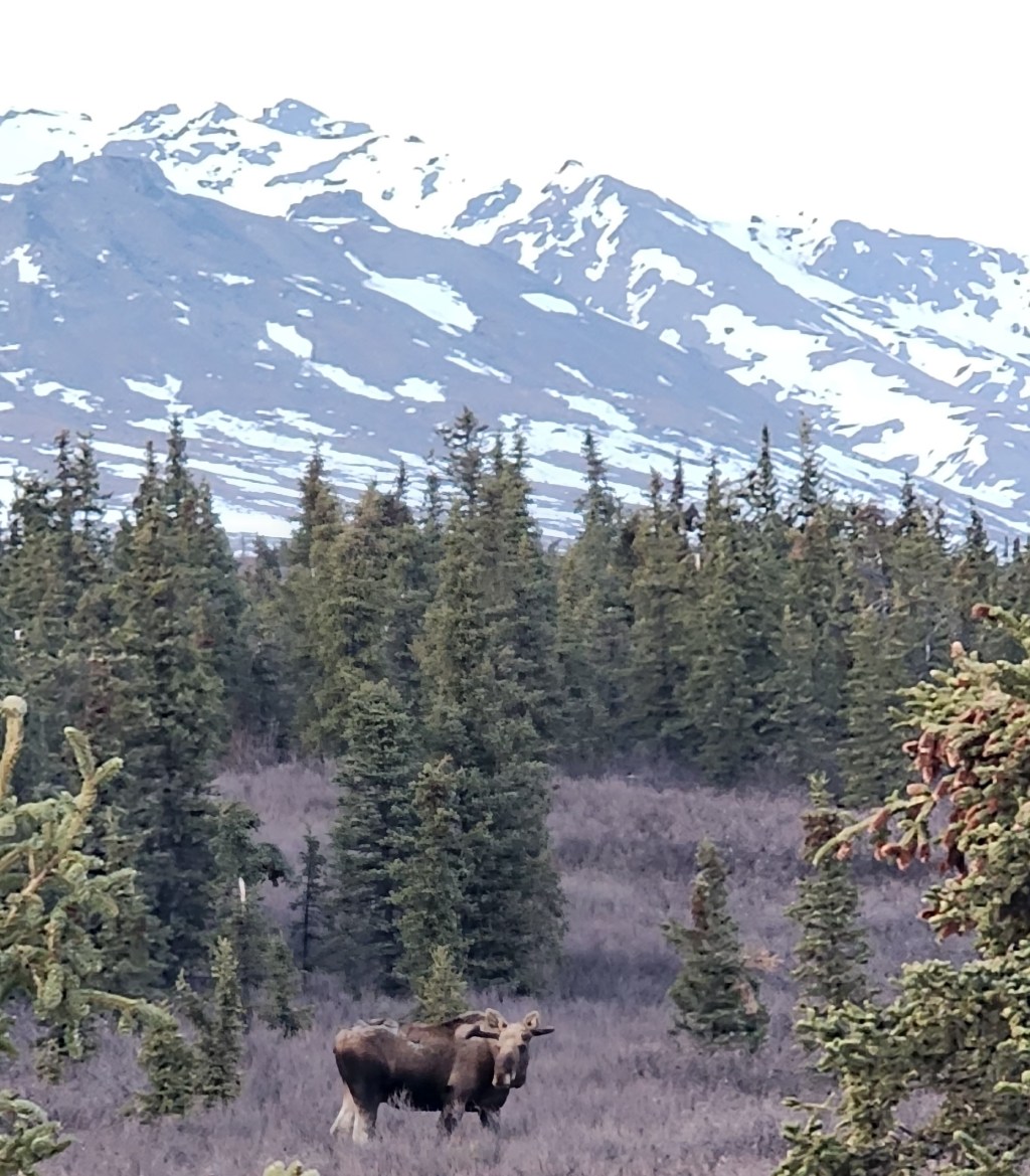 Wildlife in and near Denali National&nbsp;Park