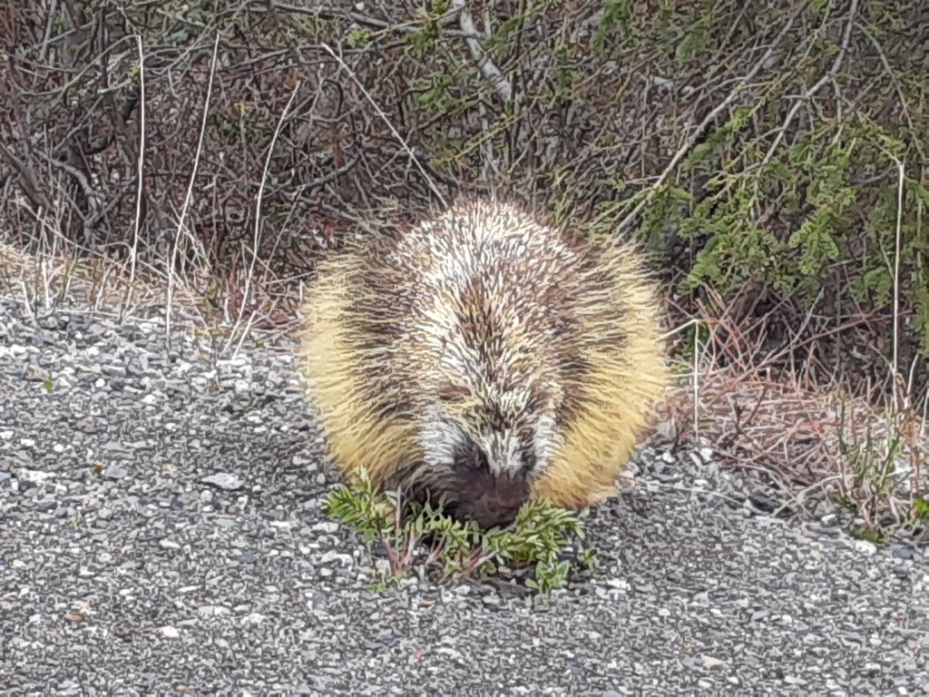 Adorable Porcupine, Week 12 in&nbsp;Healy