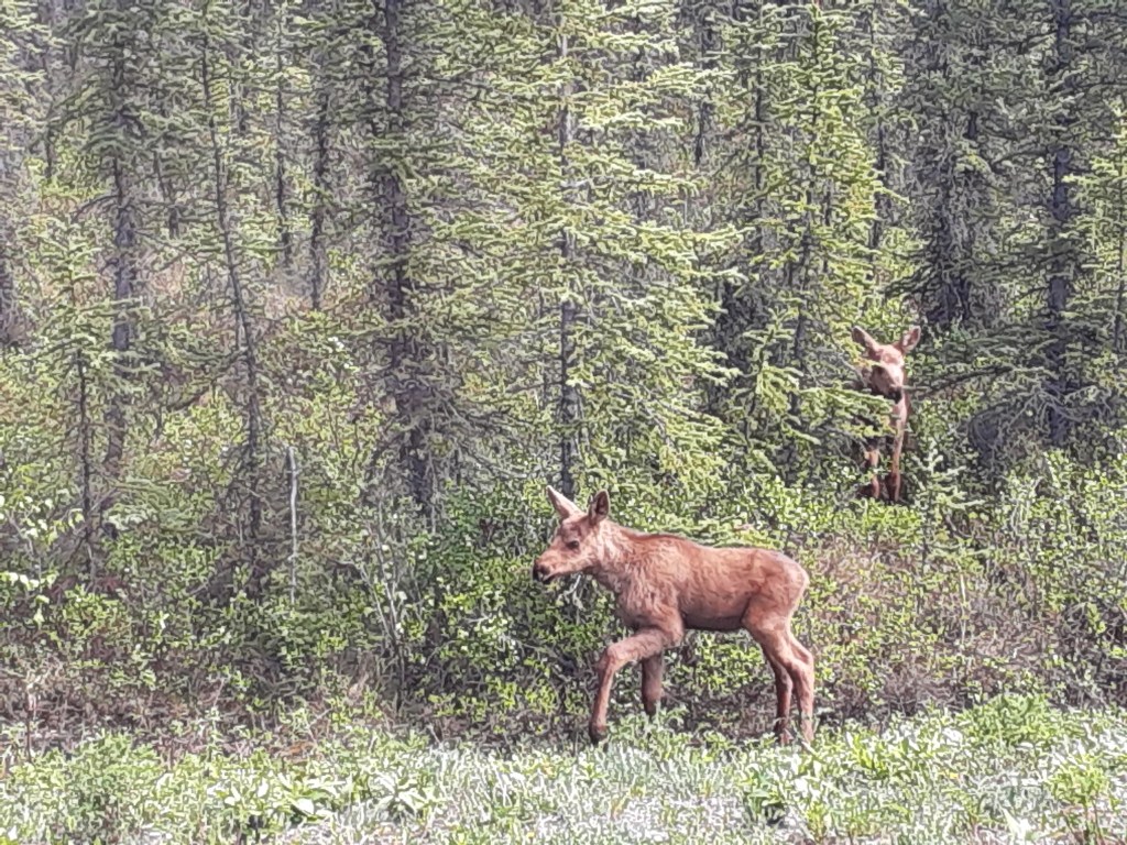 Wildlife Babies III, Denali National&nbsp;Park