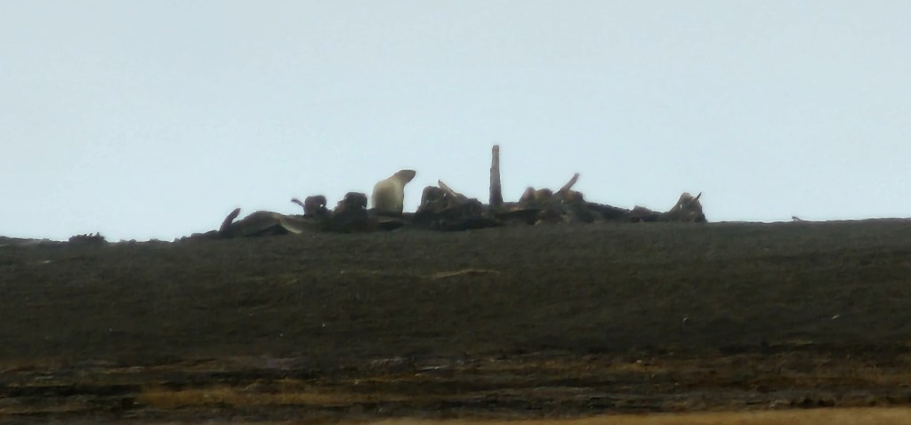Utqiagvik, Part 2 Polar&nbsp;Bears