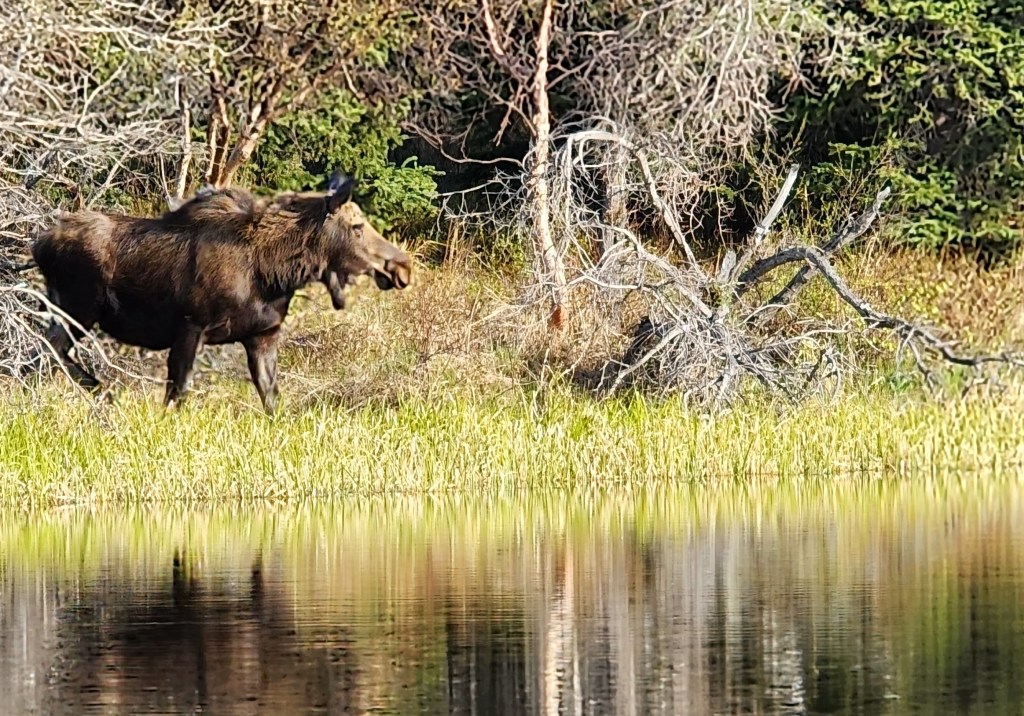 Moose Crossing Lake