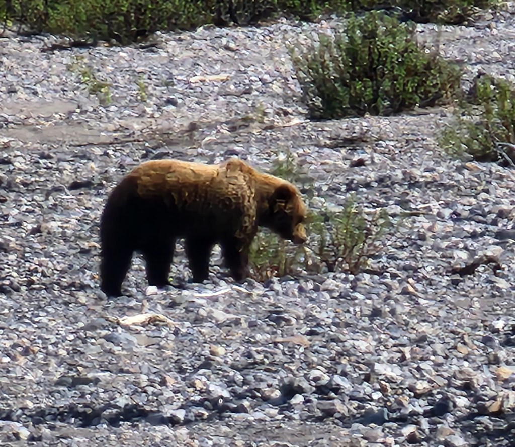 Fox and Grizzlies,  Week 13 in&nbsp;Healy