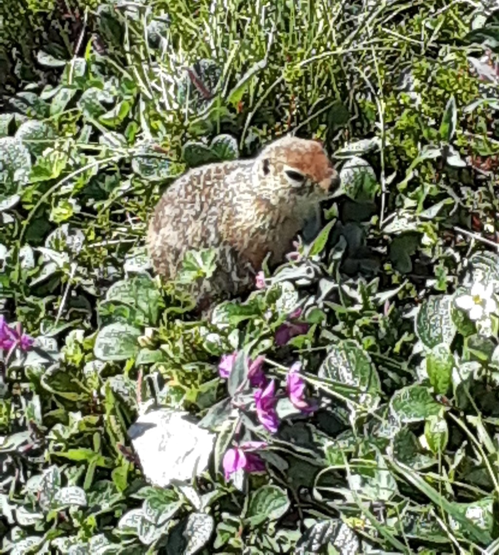 Arctic Ground Squirrels