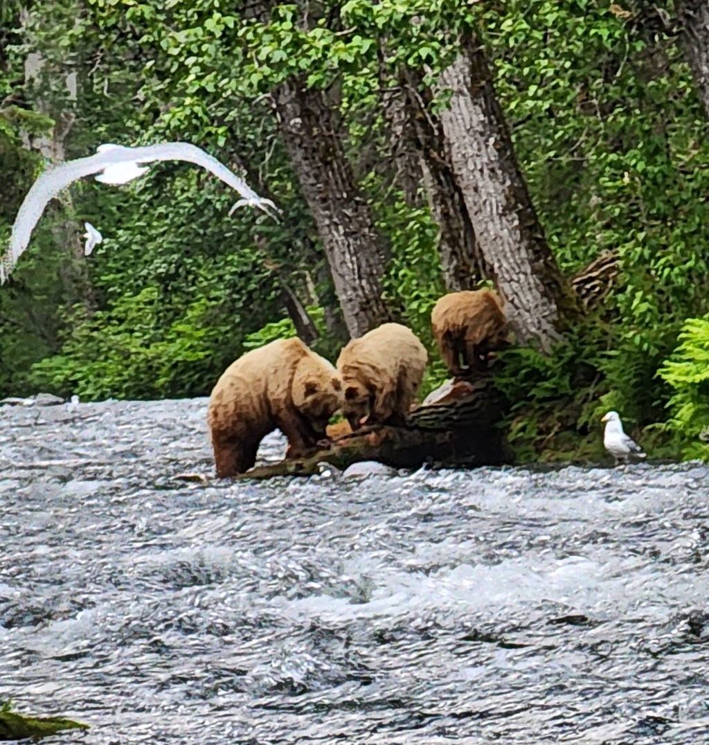 Sockeye and Bears