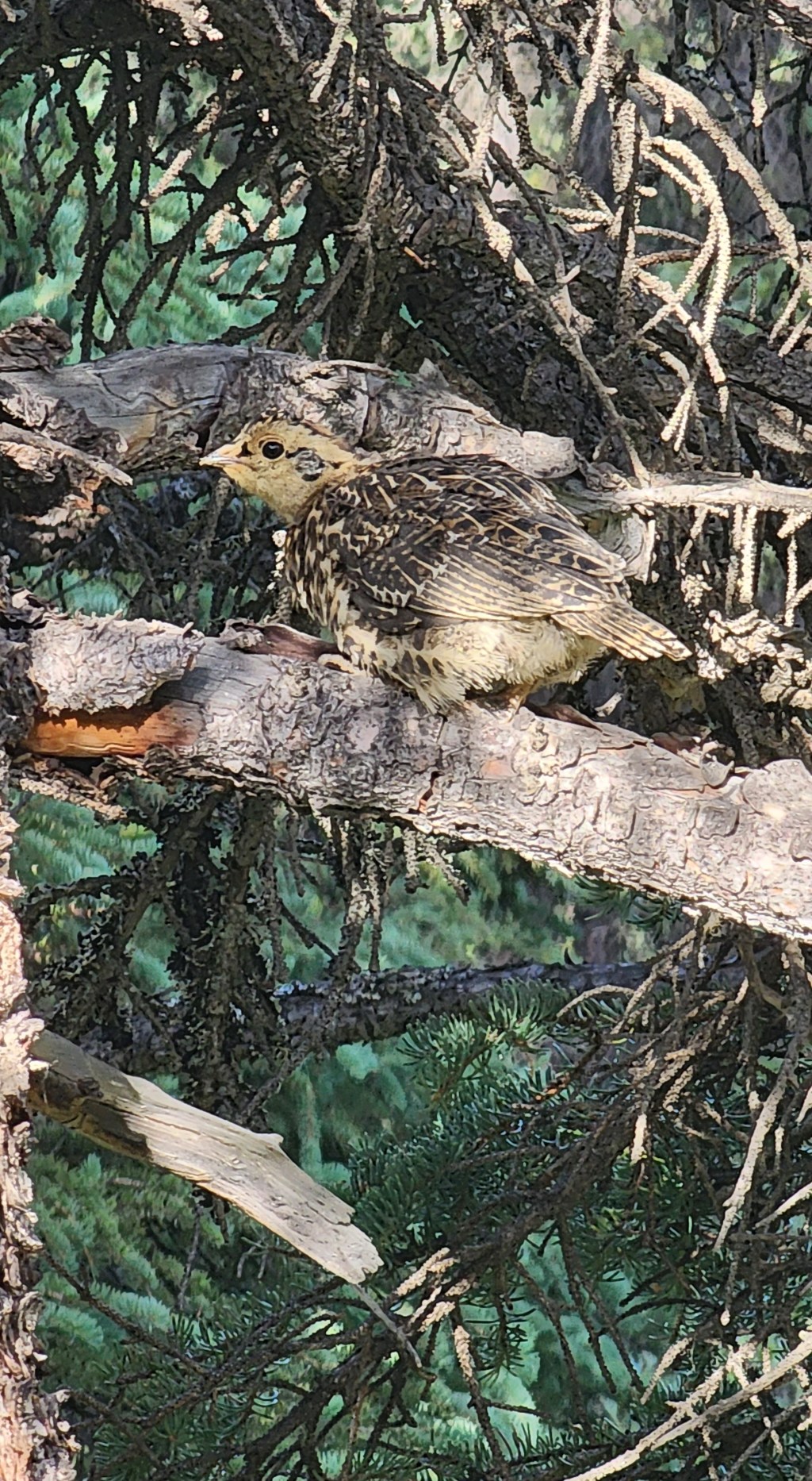 Wildlife Babies IV, Week 17 in&nbsp;Healy