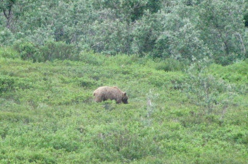 Grizzlies, Cubs, and&nbsp;Tracks