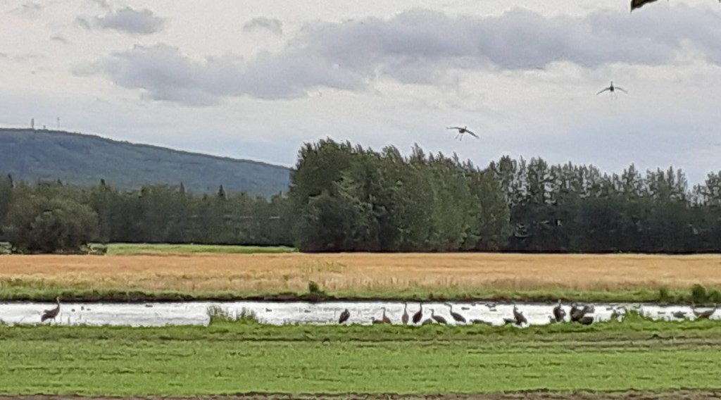 Sandhill Cranes Gathering for Fall Migration
