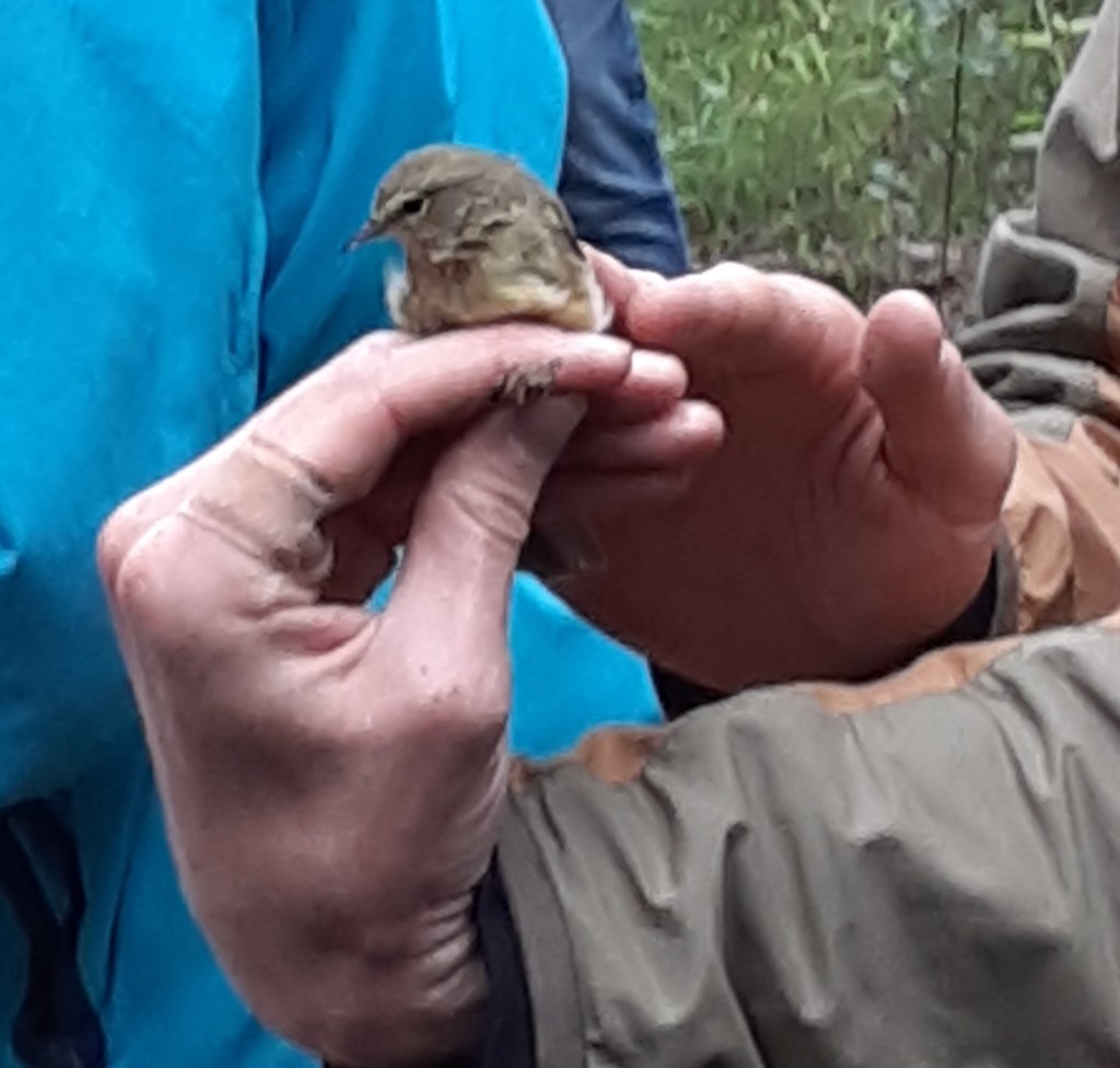 Sandhill Crane Festival