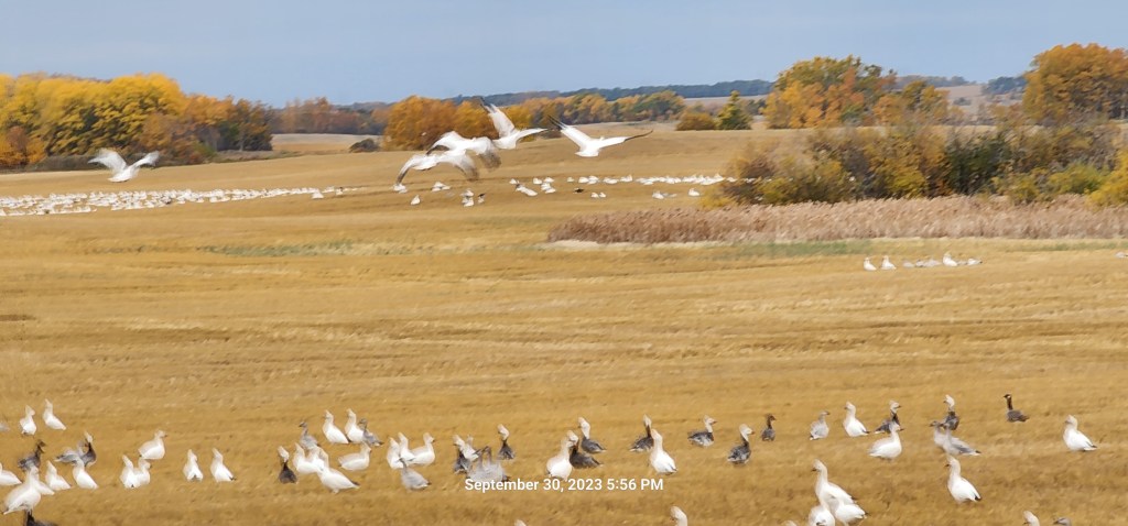 Day 10, Whitecourt, AB to North Battleford,&nbsp;SK