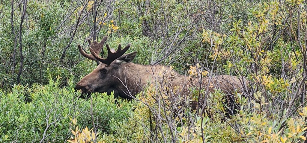 Moose with Antlers in Velvet
