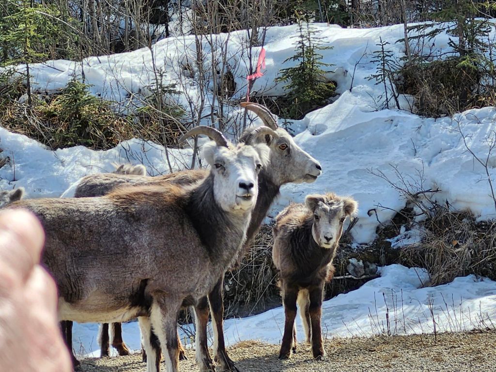 Day 7, Wildlife and Mountains