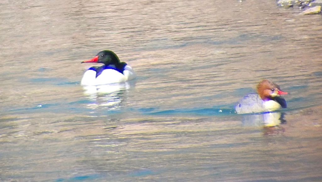 Mergansers near Palmer Hay Flats