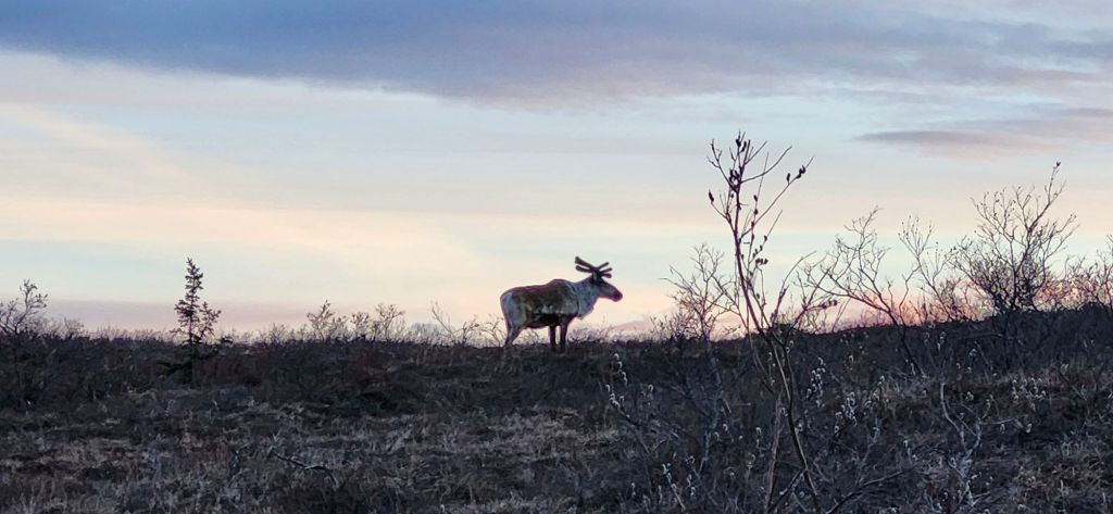 Midnight Moose, Pika, and 17&nbsp;Caribou