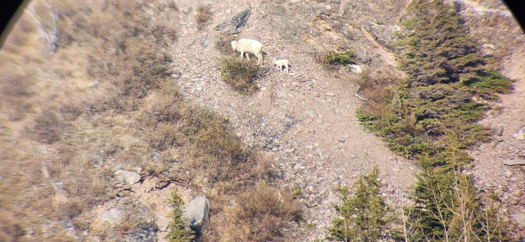 21 Caribou and a Baby Dall&nbsp;Sheep