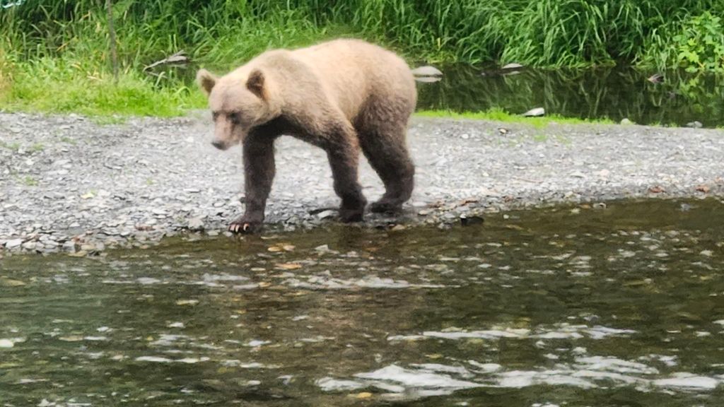 Russian River and&nbsp;Nikiski