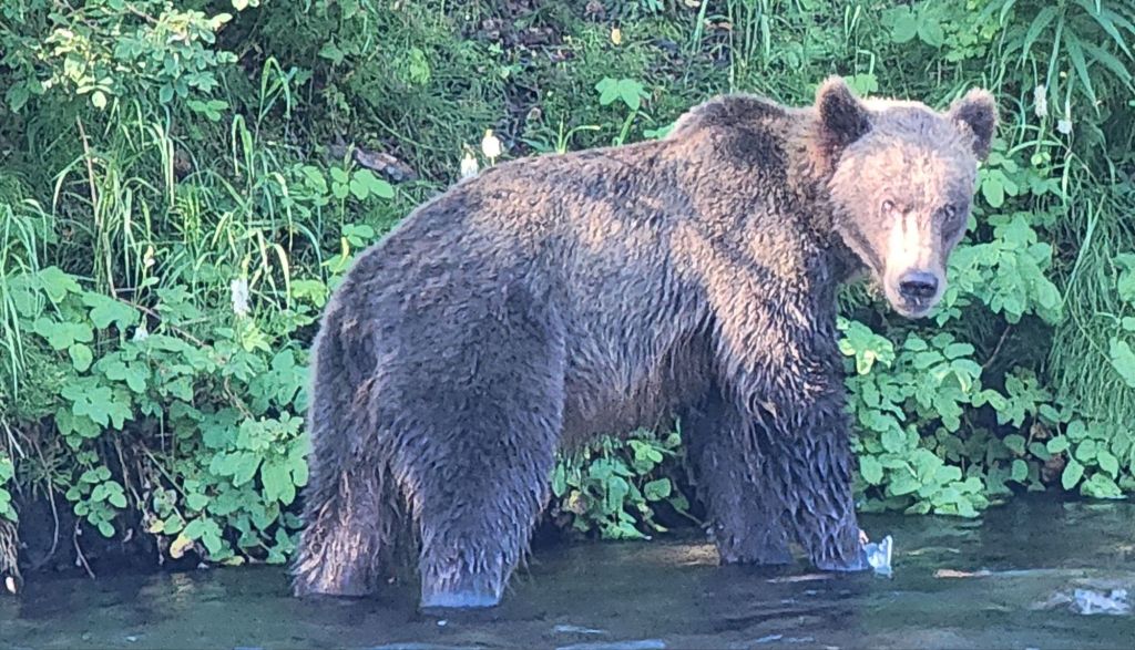Bore Tide and Bears, Sockeye II,&nbsp;2024
