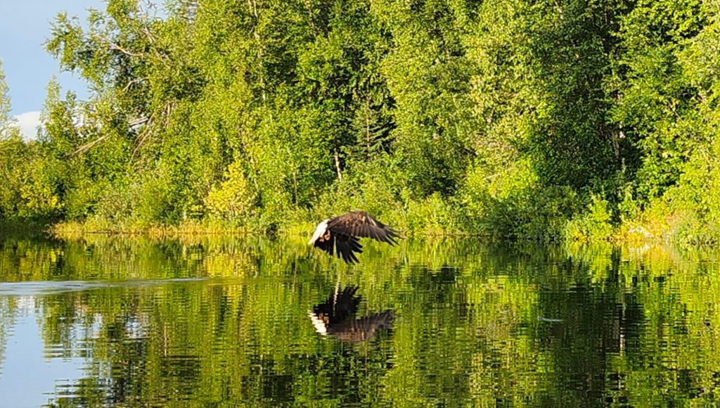 8 Days Coho Count and&nbsp;Talkeetna