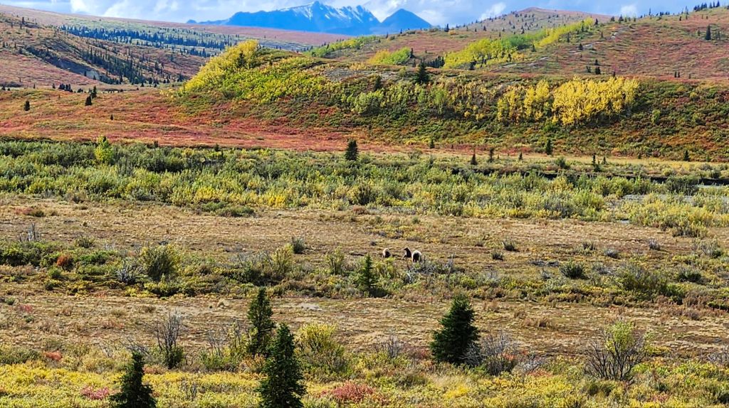 Grizzly Bears and Denali Fall Color
