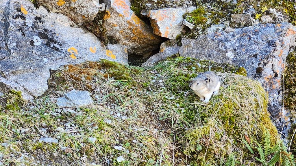 Pika near Savage Rock in Denali