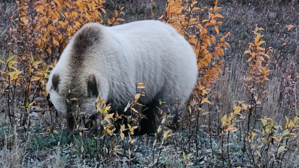 Beautiful Blonde Grizzly Bear 