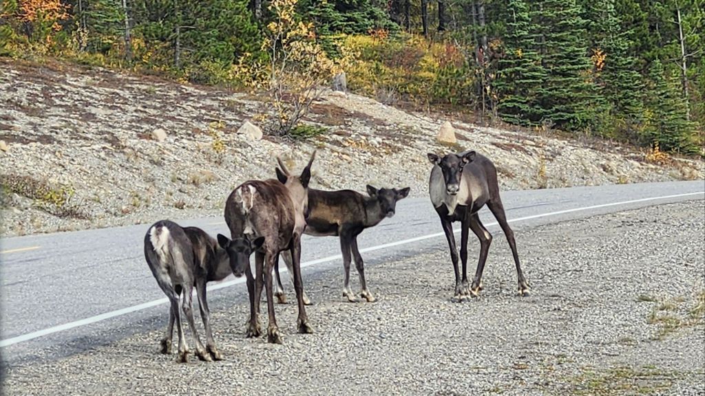 Watson Lake, YT to Fort Nelson,&nbsp;&nbsp;BC