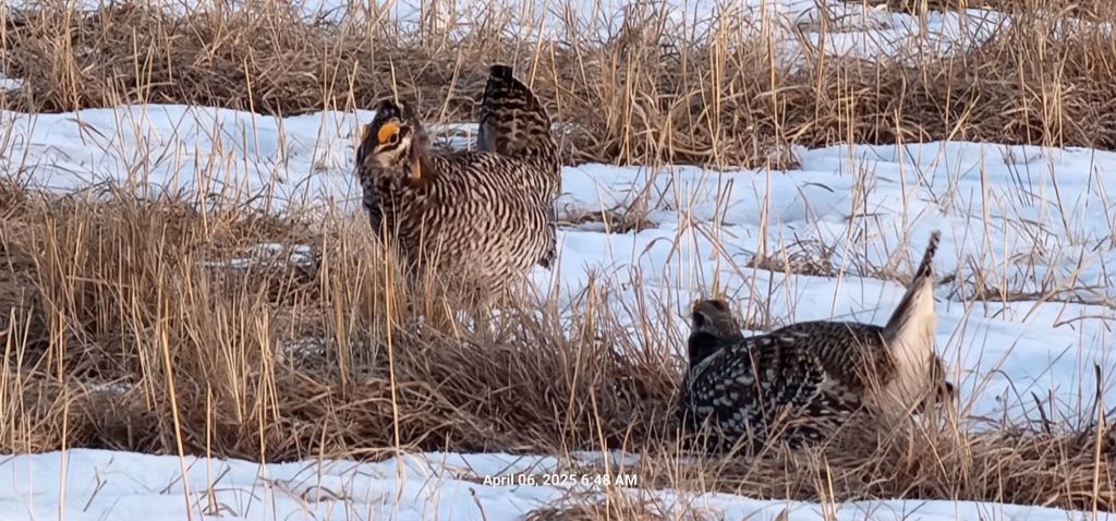 Bluestem Prairie Lek