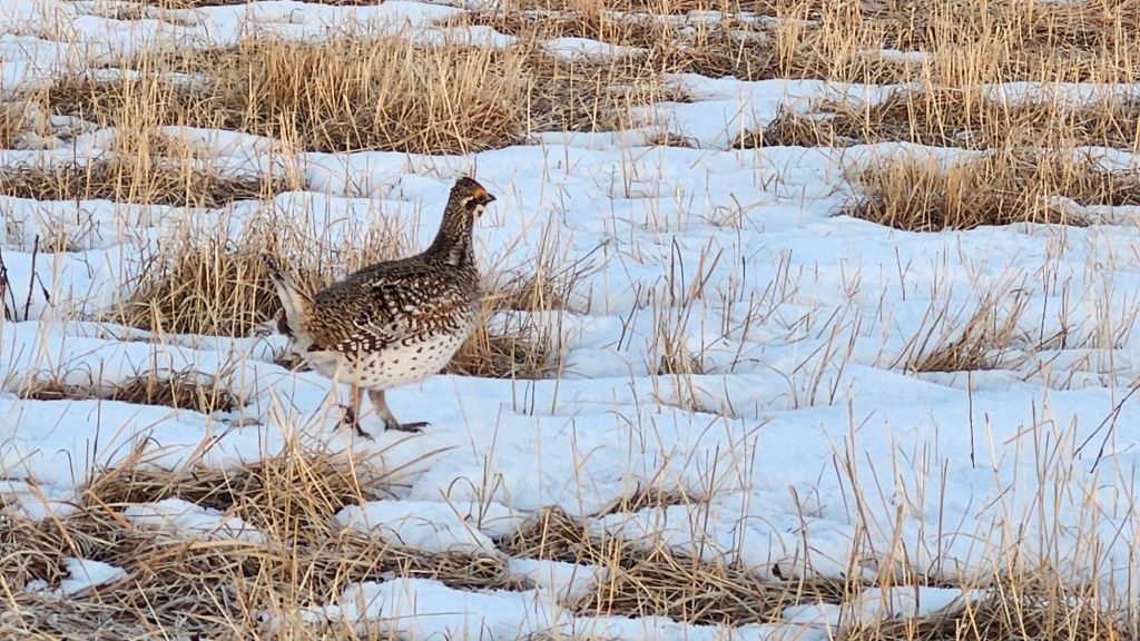 Sharp-tailed Grouse on Lek