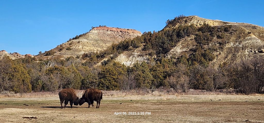 Bison at Theodore Roosevelt NP