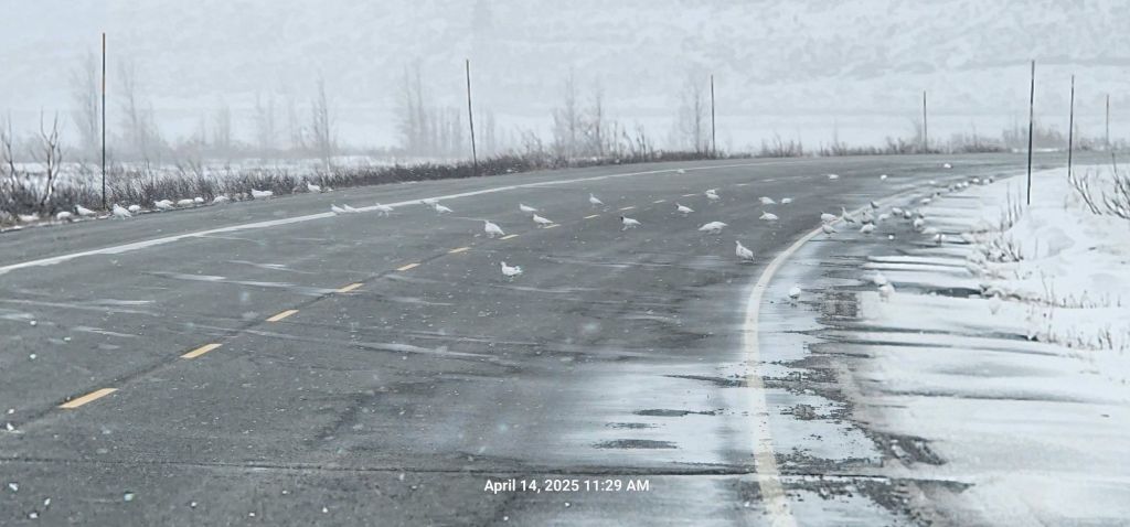 Ptarmagin in blowing snow