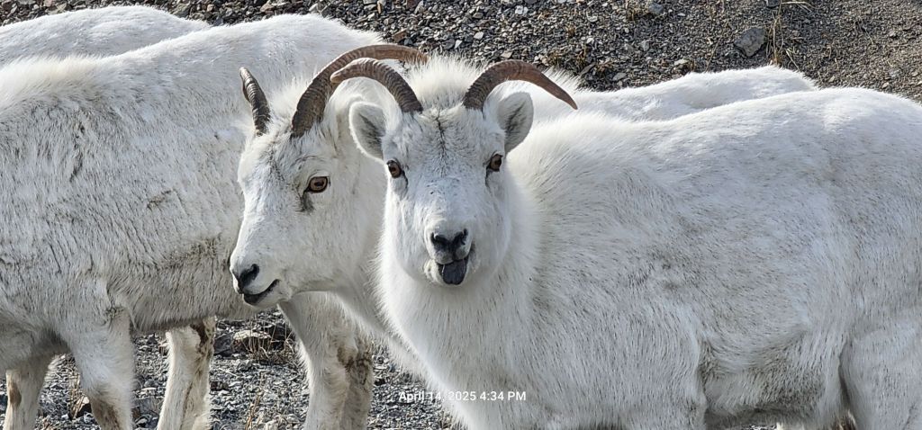 Day 14 Travel to Alaska Spring&nbsp;2025