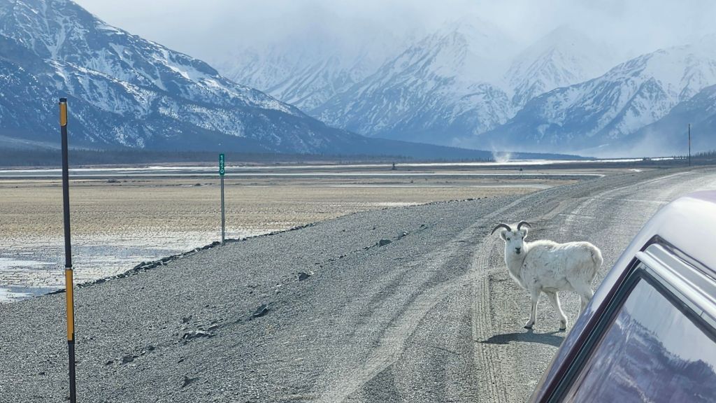 Dall Sheep at Kluane Lake with Dustdevil in Background 