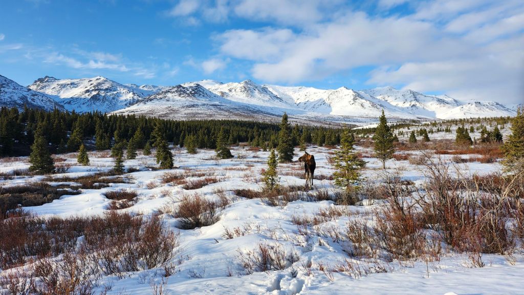 27 Moose and Denali&nbsp;Alpenglow
