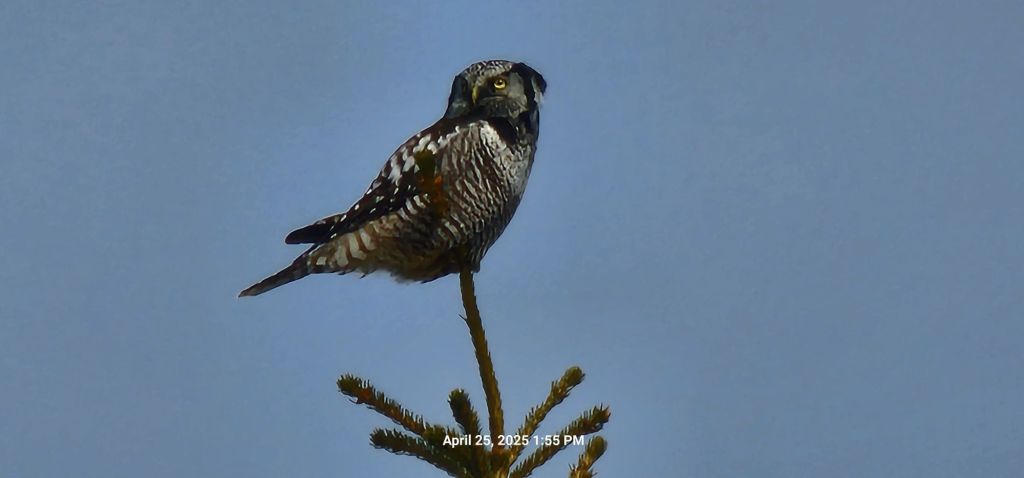 Owl, Moose, and&nbsp;Caribou
