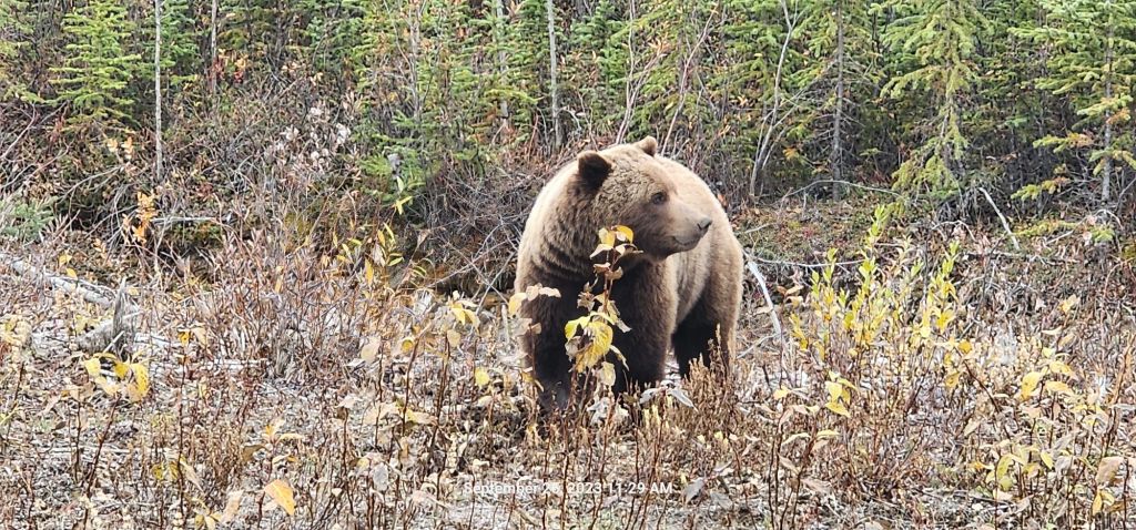 Grizzly Bear seen near Alaska Highway,  Yukon