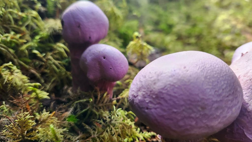 Belugas, Whittier, and&nbsp;Cordova