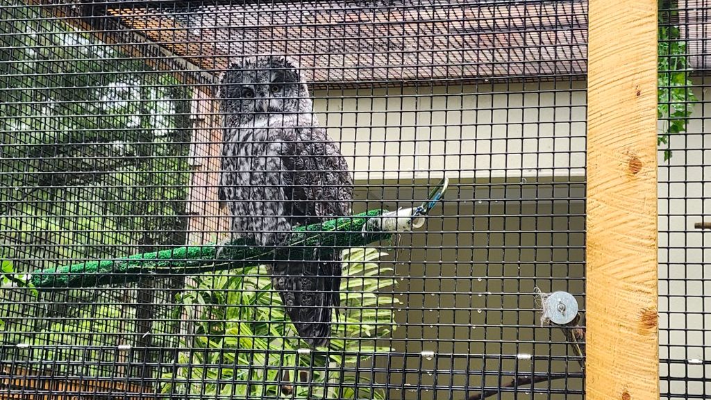 Great Gray Owl at Sitka Raptor Center