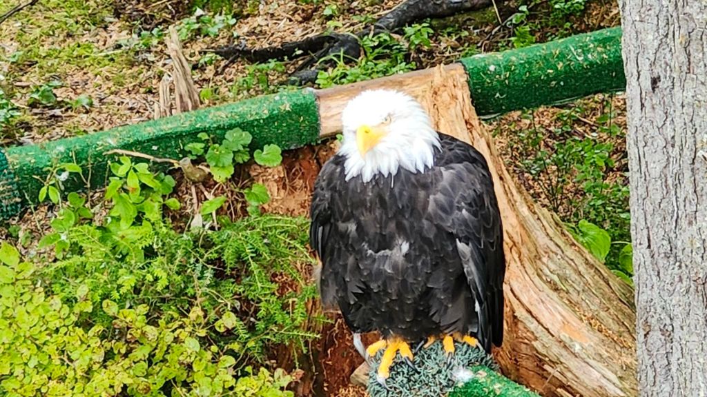 Bald Eagle at Sitka Raptor Center